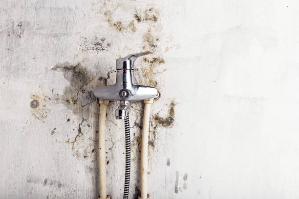 Best Professional Mold Removal  in Jonesborough, TN