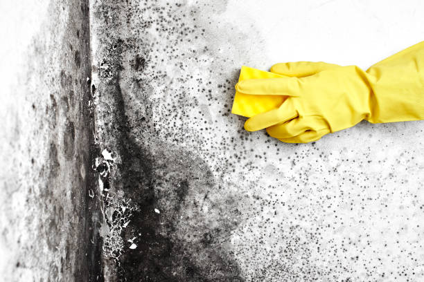 Best Black Mold Removal  in Jonesborough, TN