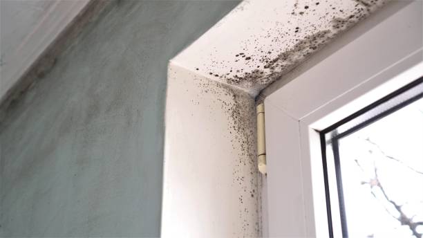 Professional Mold Removal in Jonesborough, TN