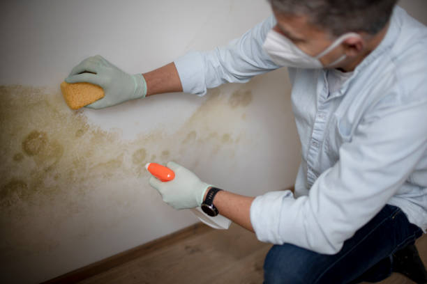 Best Certified Mold Removal  in Jonesborough, TN
