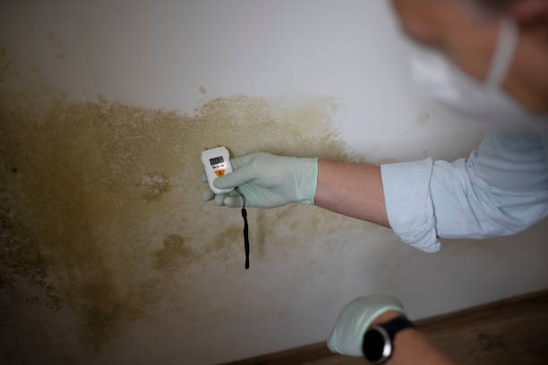 Best Commercial Mold Removal  in Jonesborough, TN