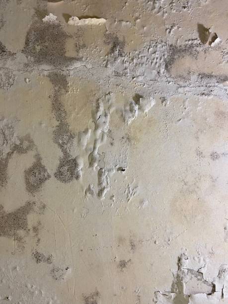 Best Mold Cleaning Services  in Jonesborough, TN