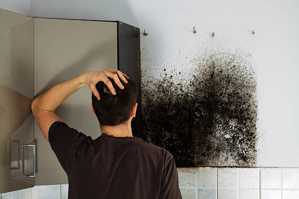 Best Mold Removal Near Me  in Jonesborough, TN