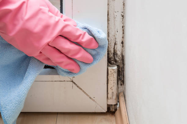 Best Fast Mold Removal  in Jonesborough, TN